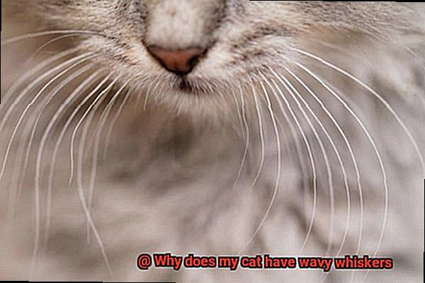 Why does my cat have wavy whiskers-2