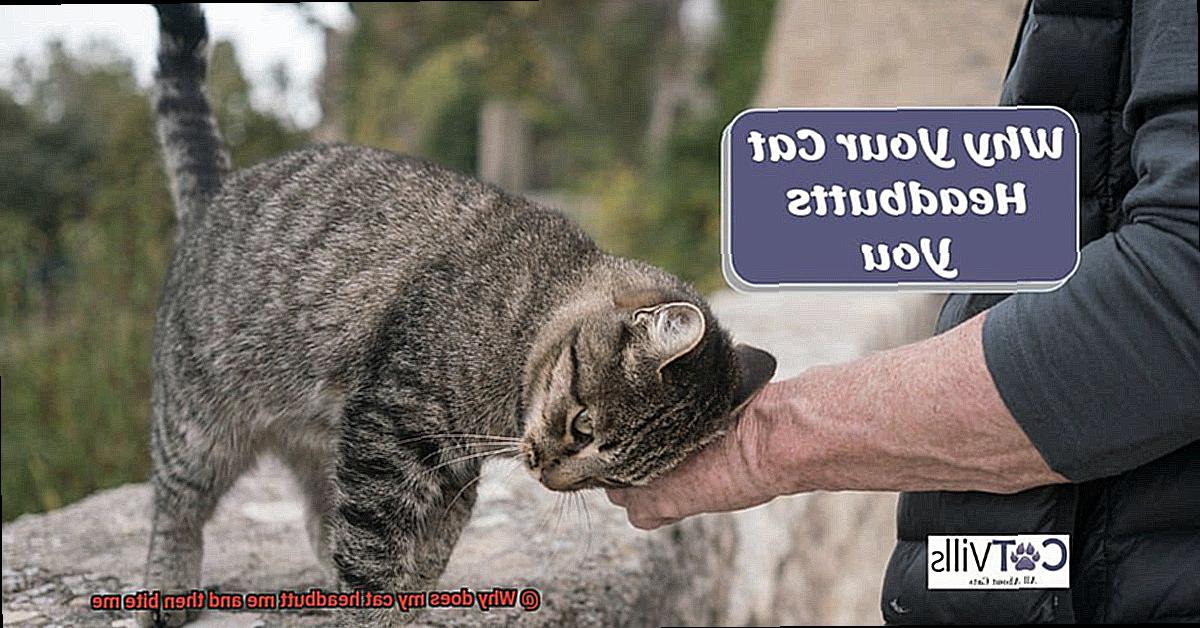 Why does my cat headbutt me and then bite me-2