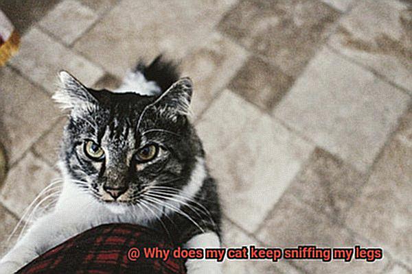Why does my cat keep sniffing my legs-2