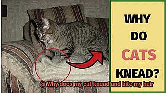 Why does my cat knead and bite my hair-3
