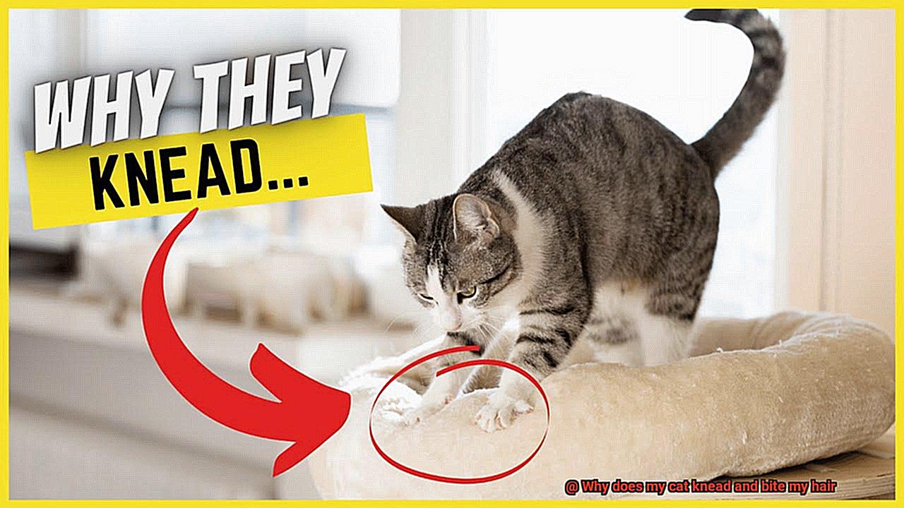 Why does my cat knead and bite my hair-2