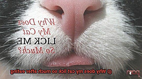 Why does my cat lick so much after eating-2