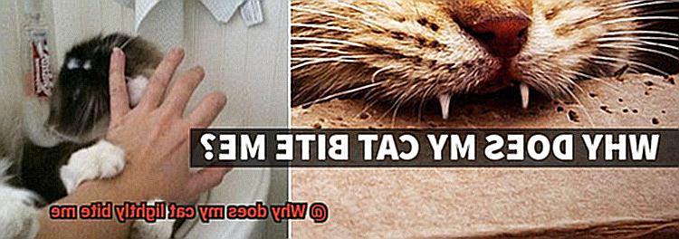 Why does my cat lightly bite me-3