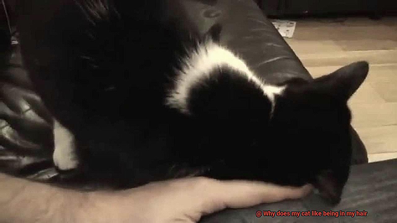 Why does my cat like being in my hair-2