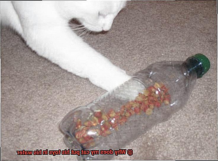 Why does my cat put his toys in his water-3