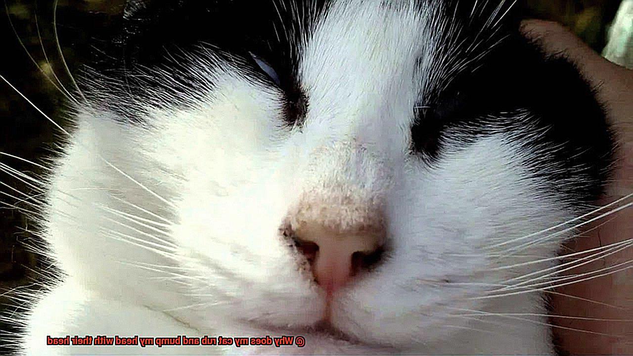 Why does my cat rub and bump my head with their head-2