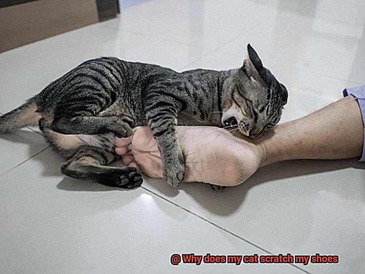 Why does my cat scratch my shoes-3