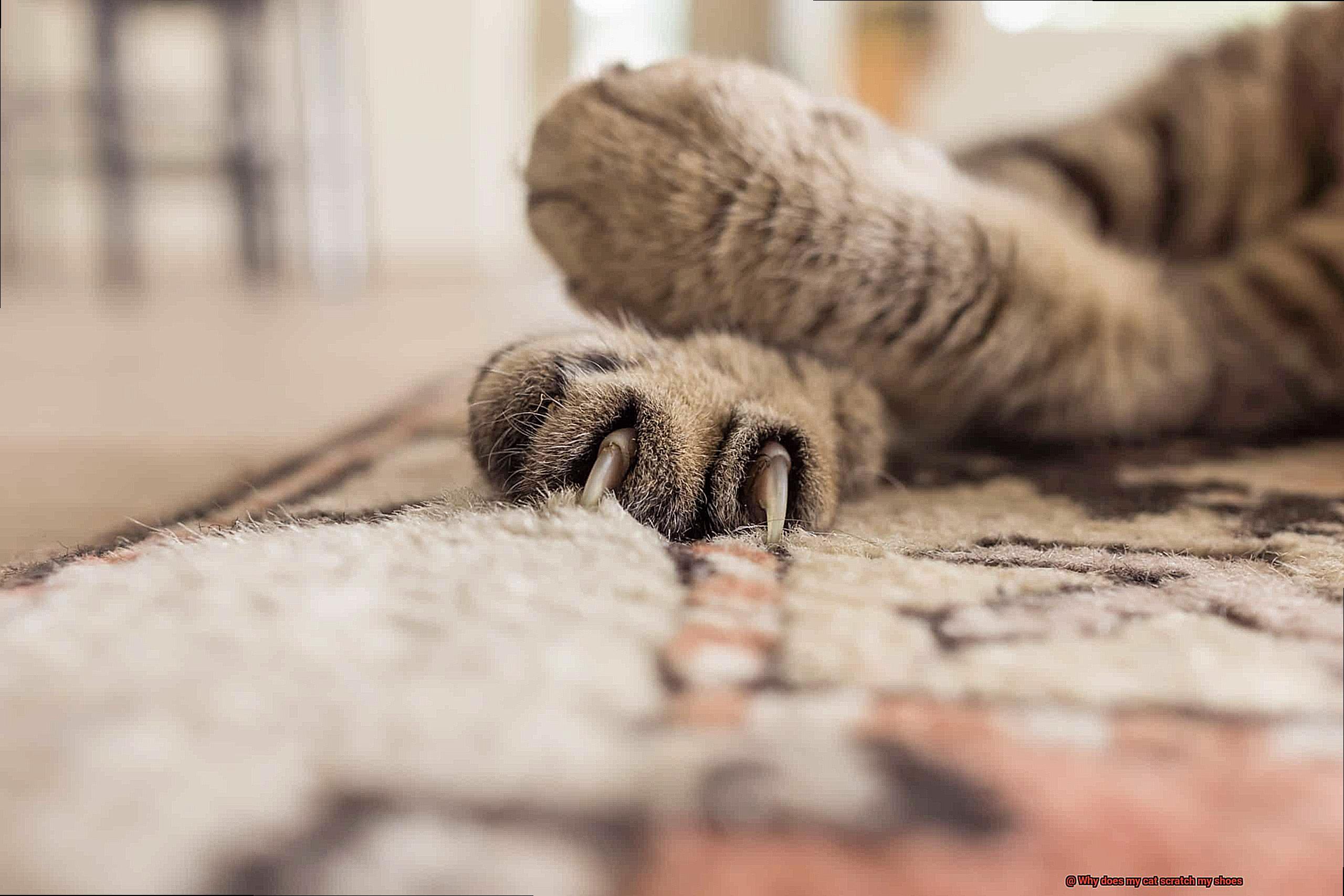 Why does my cat scratch my shoes-4