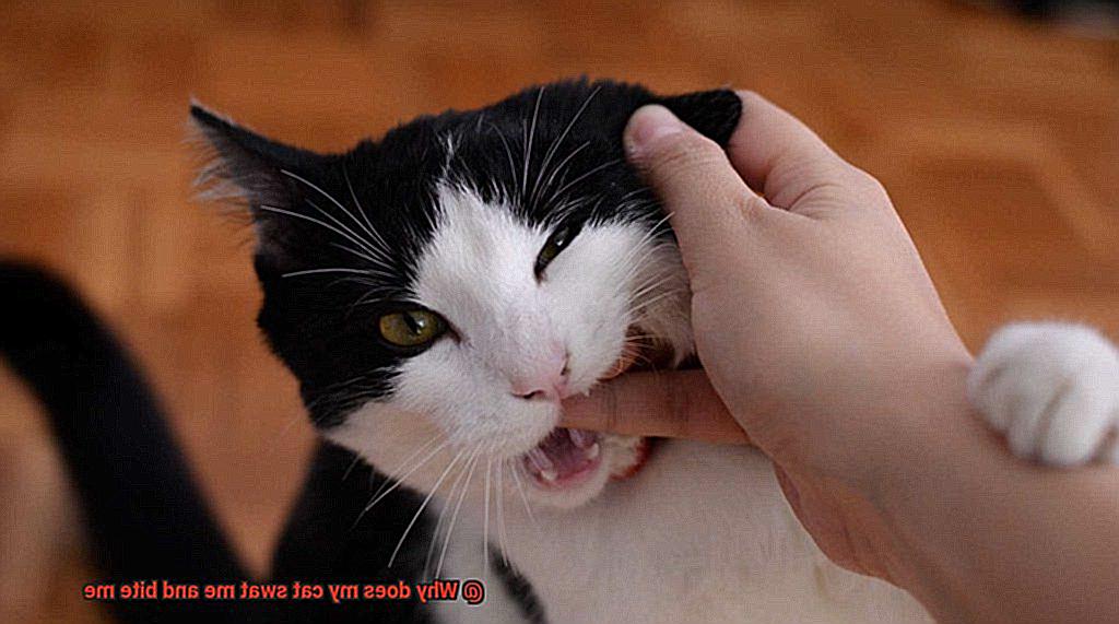 Why does my cat swat me and bite me-5