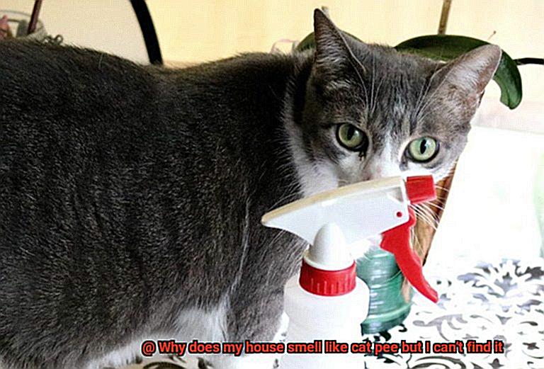 Why does my house smell like cat pee but I can't find it-2