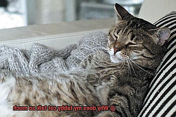 Why does my tabby cat talk so much-4