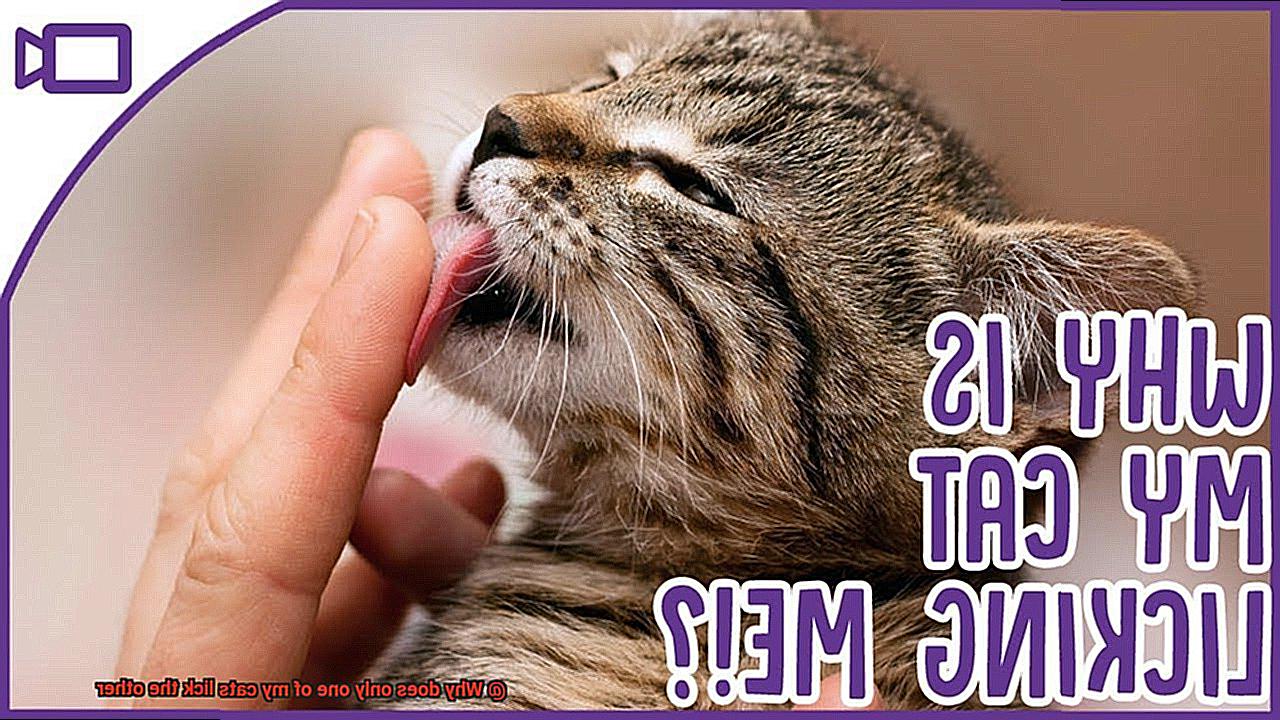 Why does only one of my cats lick the other-5