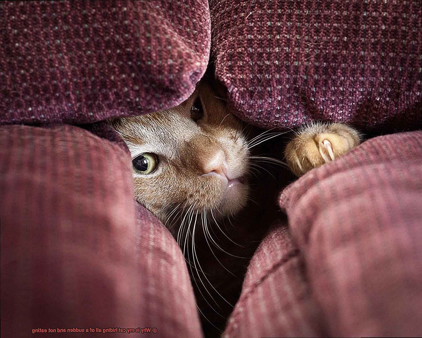 Why is my cat hiding all of a sudden and not eating-3