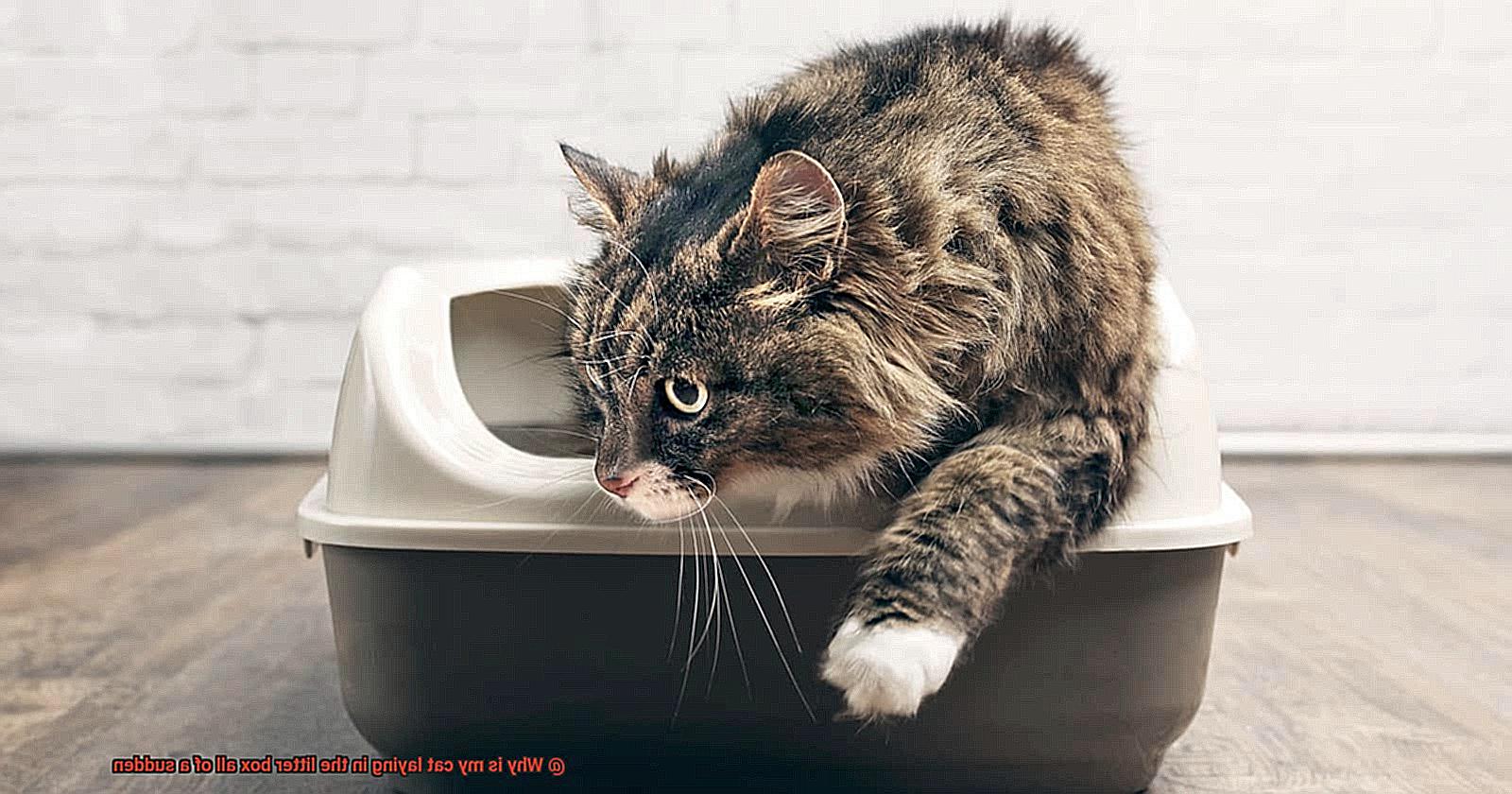 Why is my cat laying in the litter box all of a sudden-2