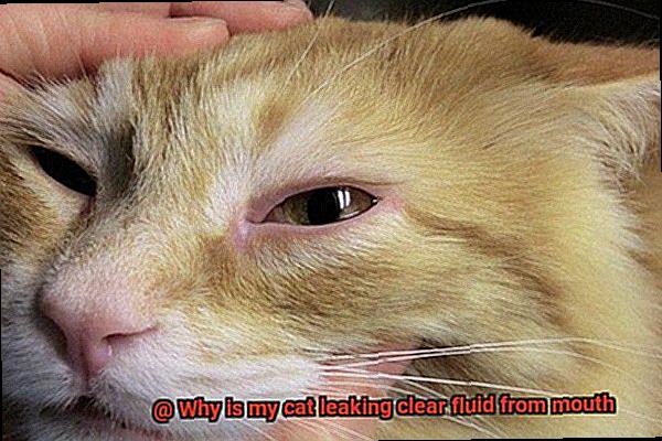 Why is my cat leaking clear fluid from mouth-2