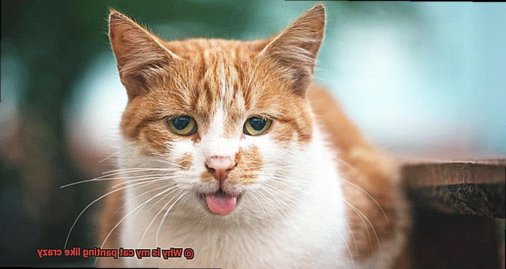 Why is my cat panting like crazy-2