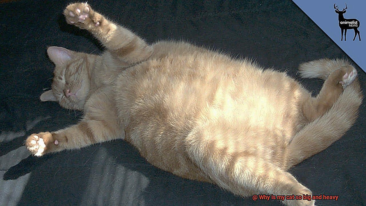 Why is my cat so big and heavy?