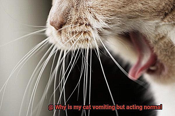 Why is my cat vomiting but acting normal-2