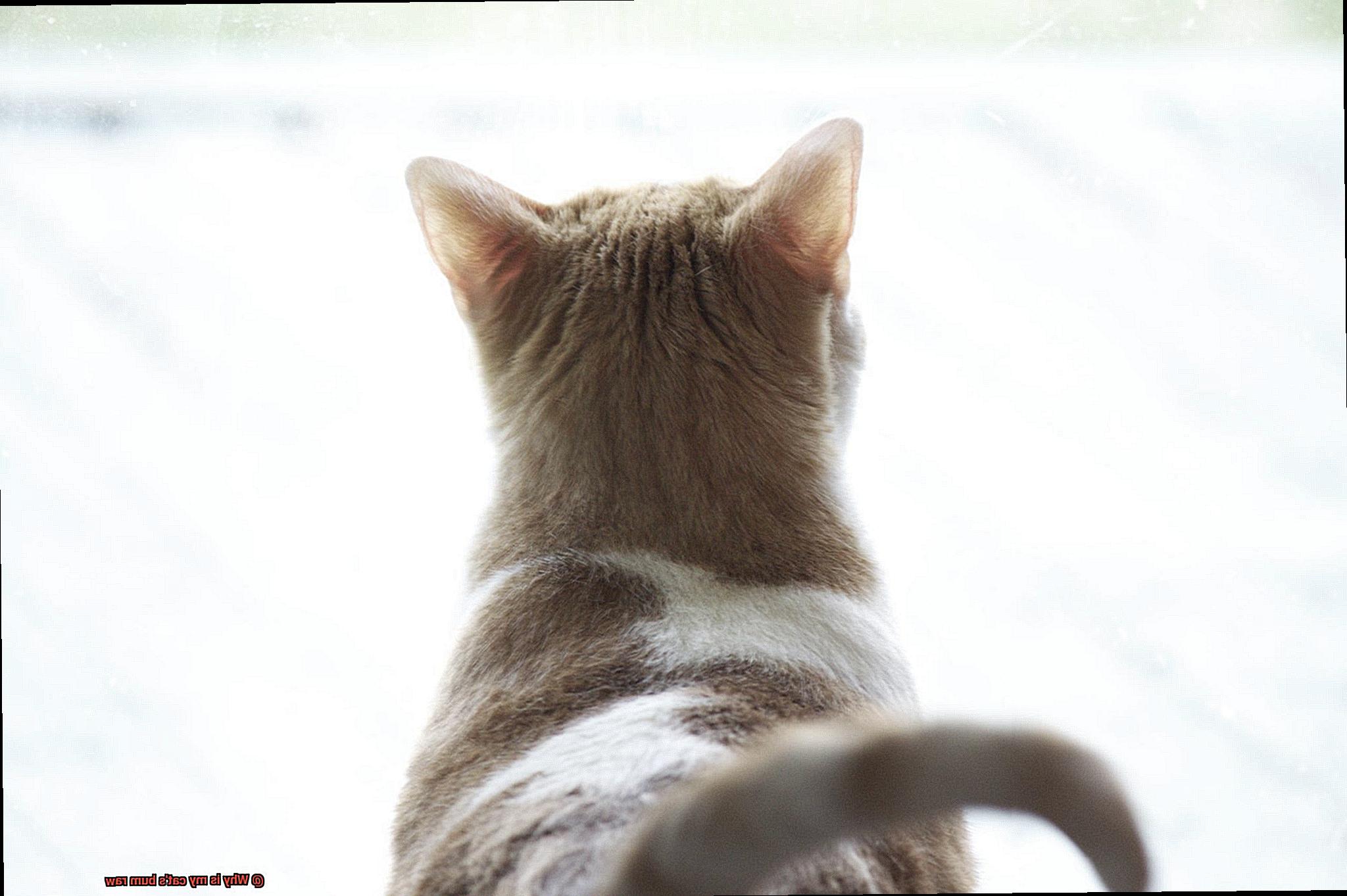 Why is my cat's bum raw-2