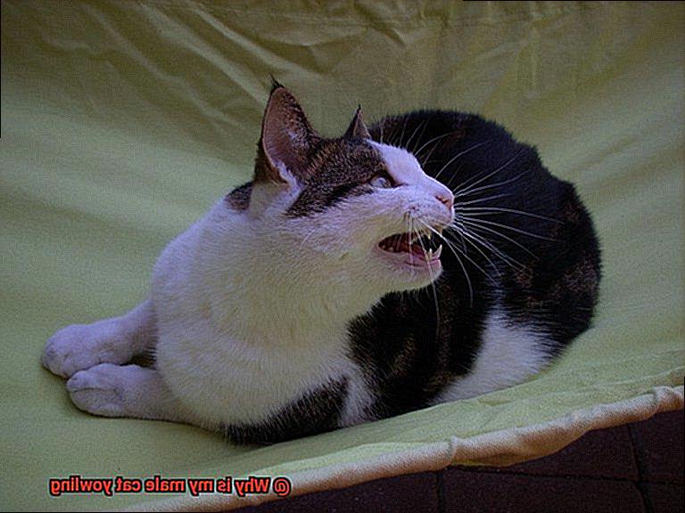 Why is my male cat yowling-5