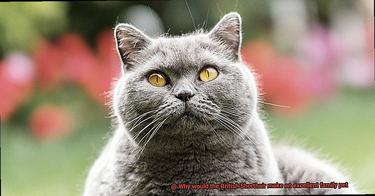 Why would the British Shorthair make an excellent family pet-3