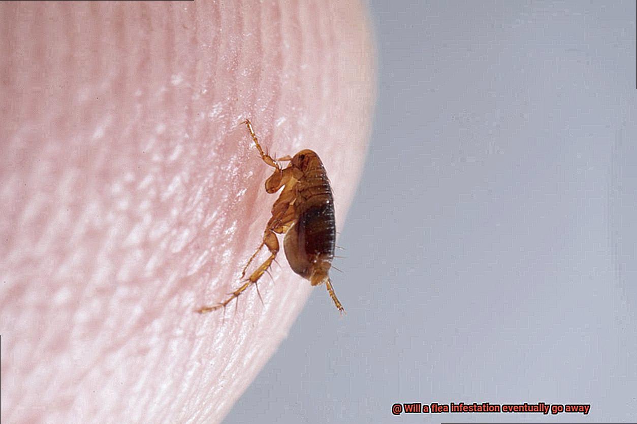 Will a flea infestation eventually go away-3