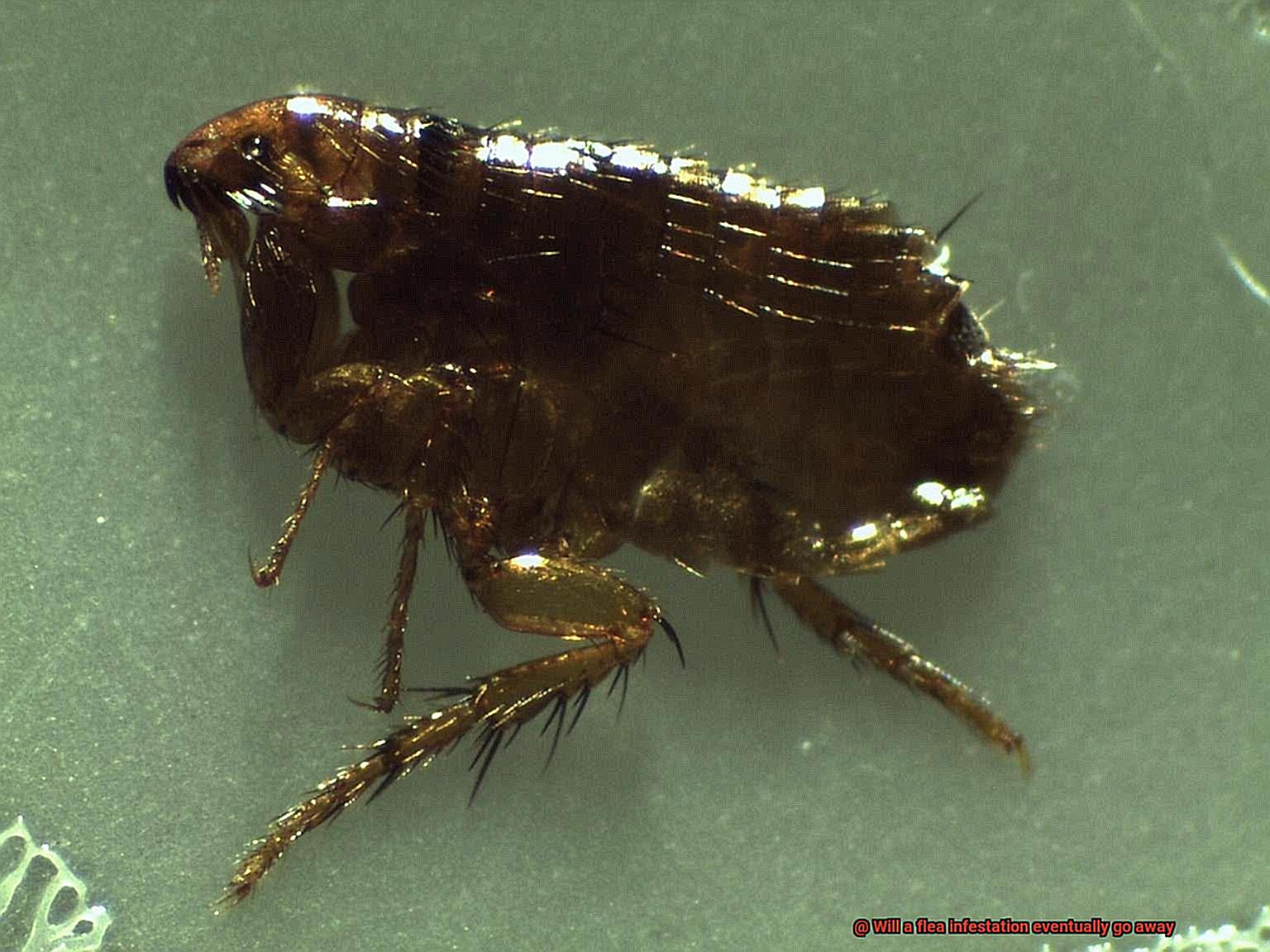 Will a flea infestation eventually go away-2