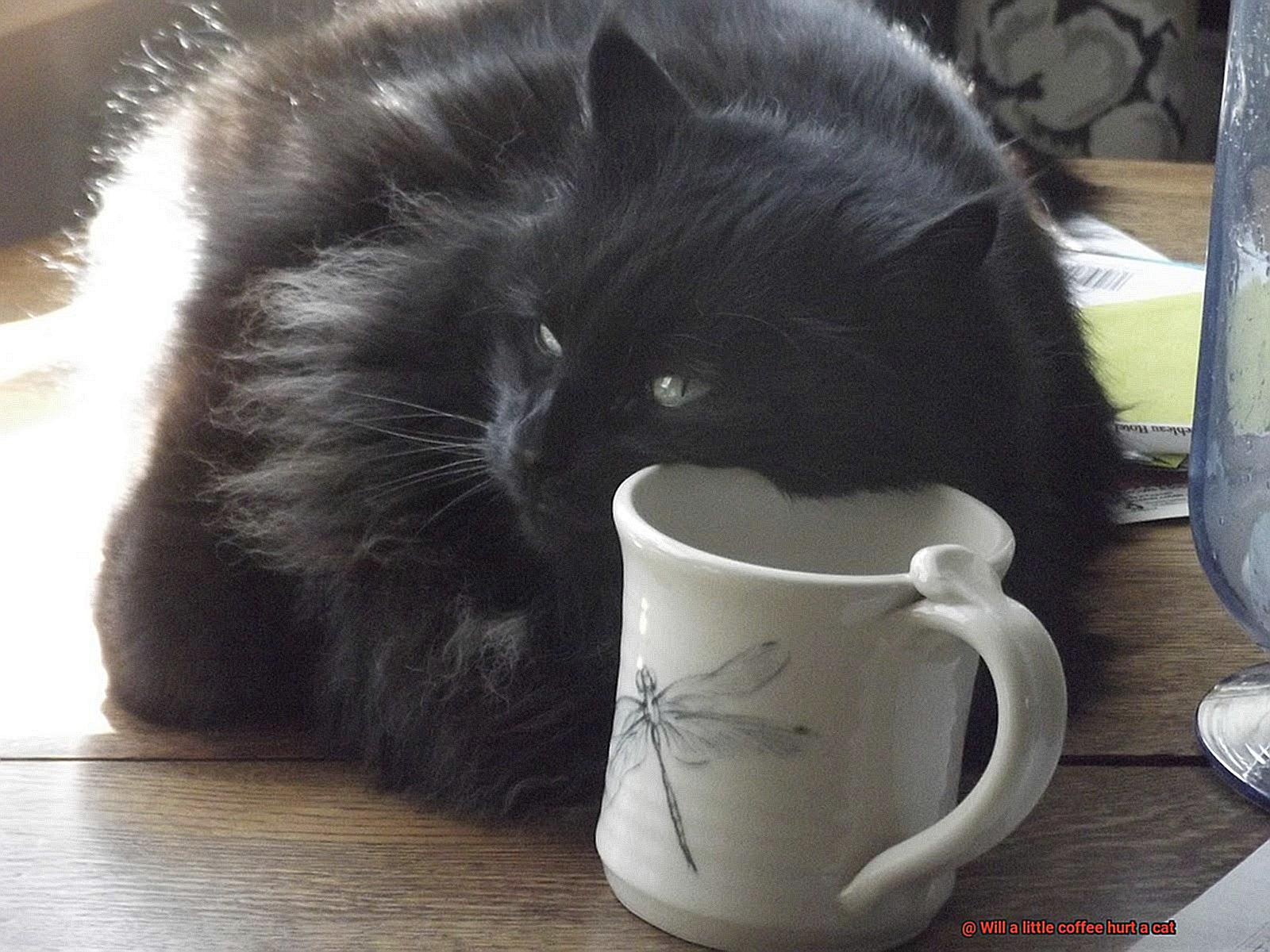 Will a little coffee hurt a cat-4