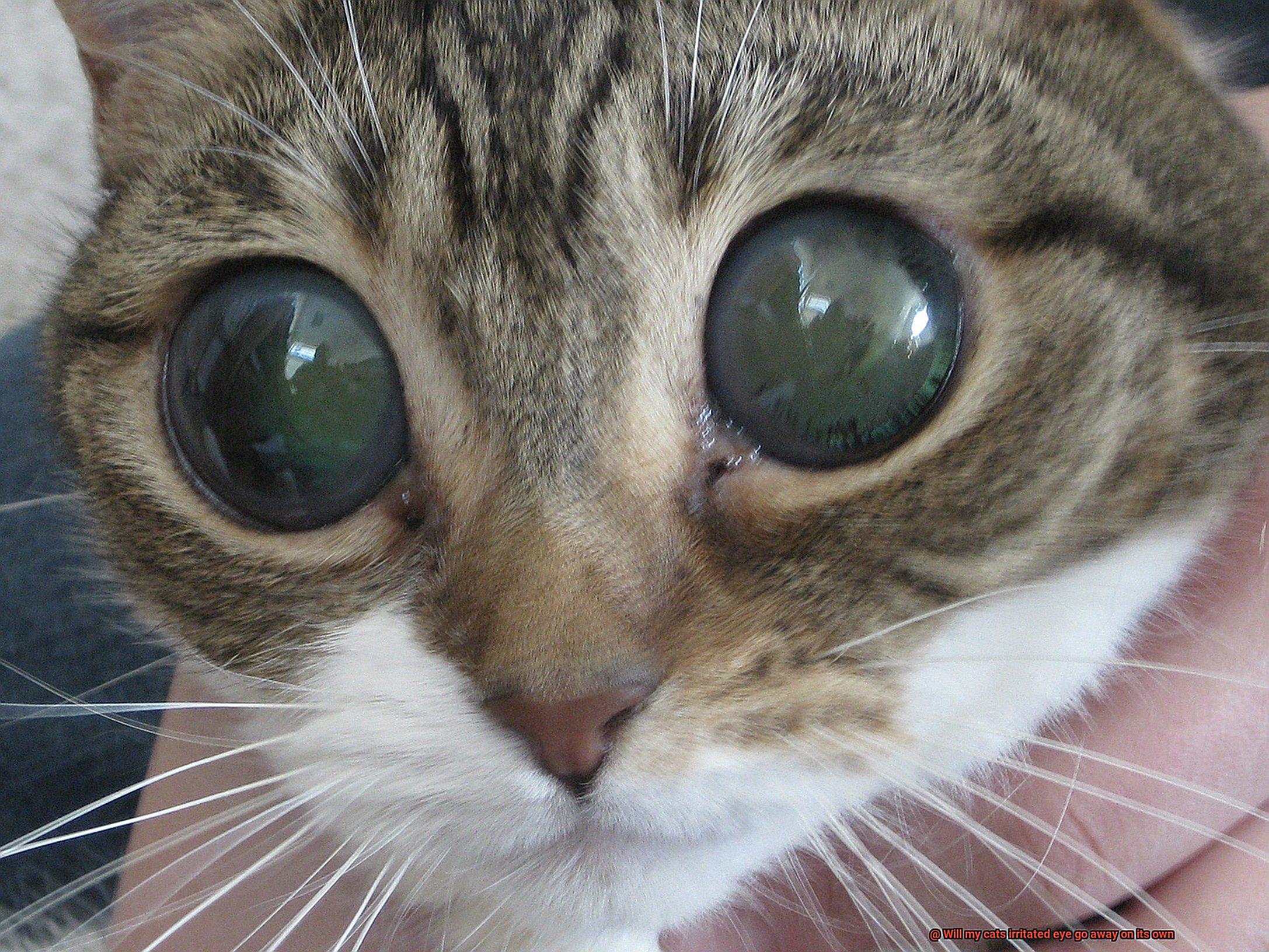 Will my cats irritated eye go away on its own-2