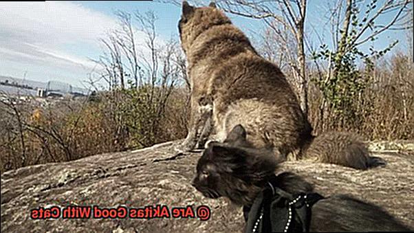 Are Akitas Good With Cats-2