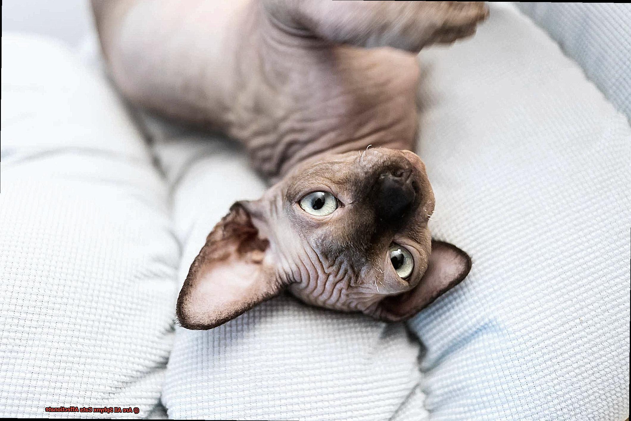 Are All Sphynx Cats Affectionate-2