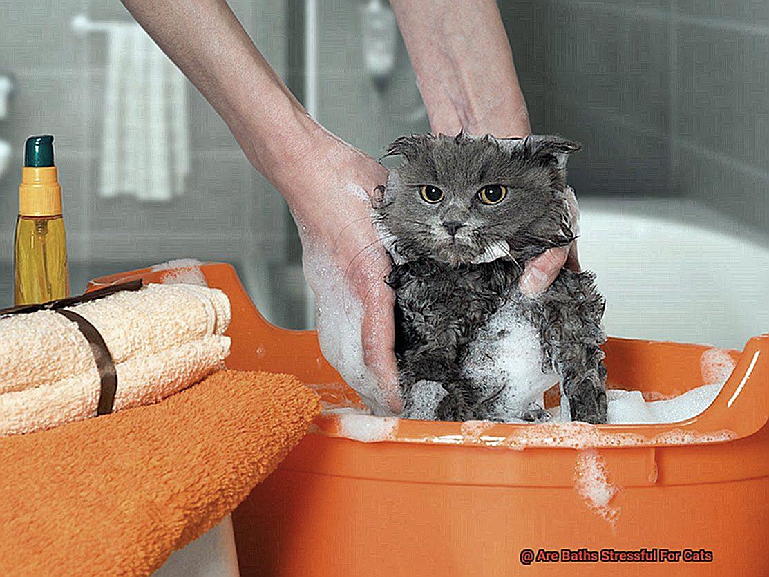 Are Baths Stressful For Cats-2