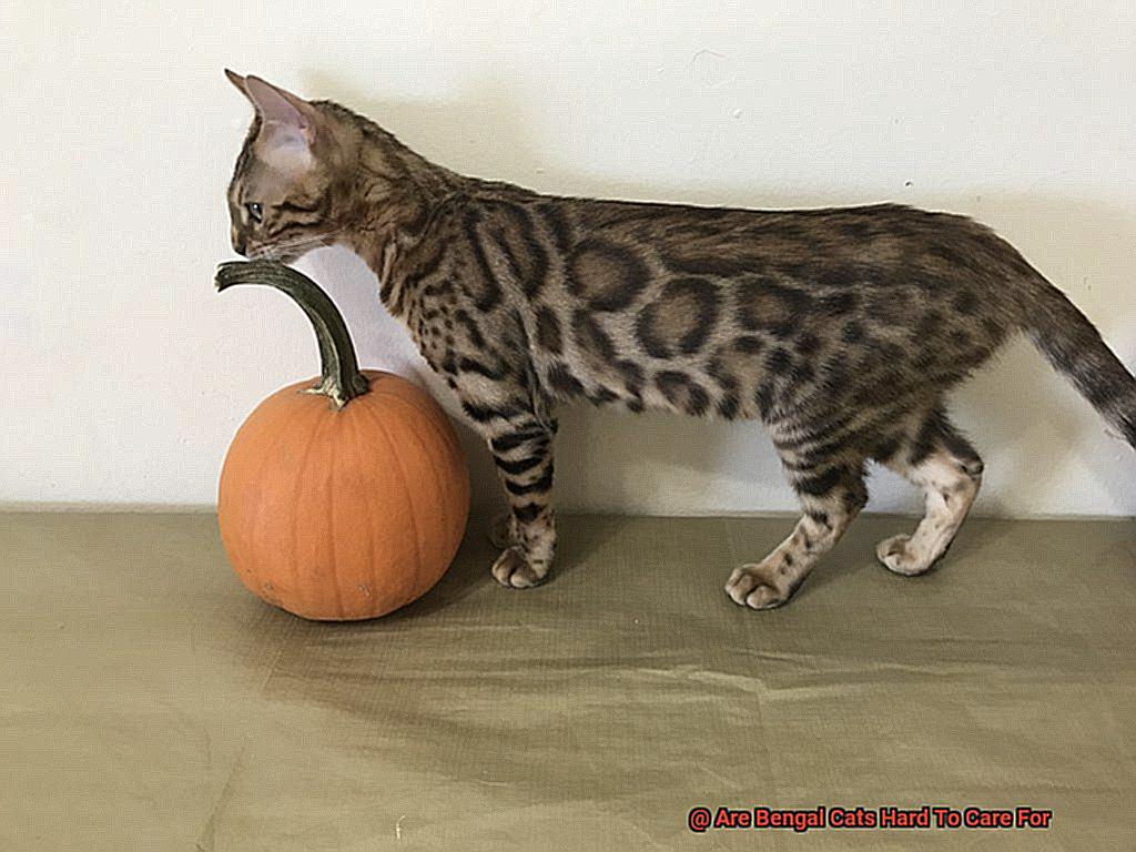 Are Bengal Cats Hard To Care For-2