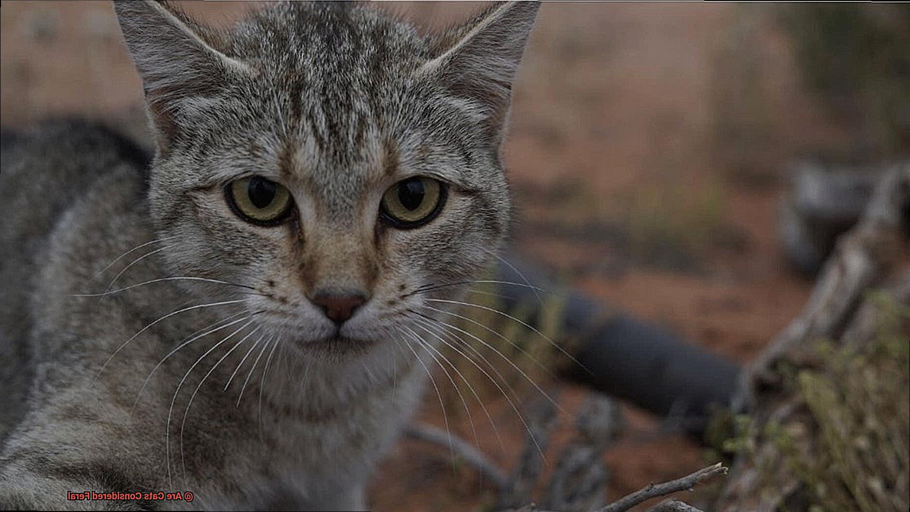 Are Cats Considered Feral-2