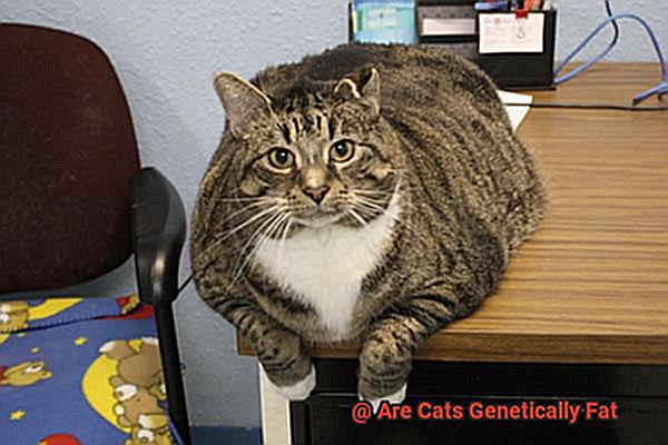 Are Cats Genetically Fat-2