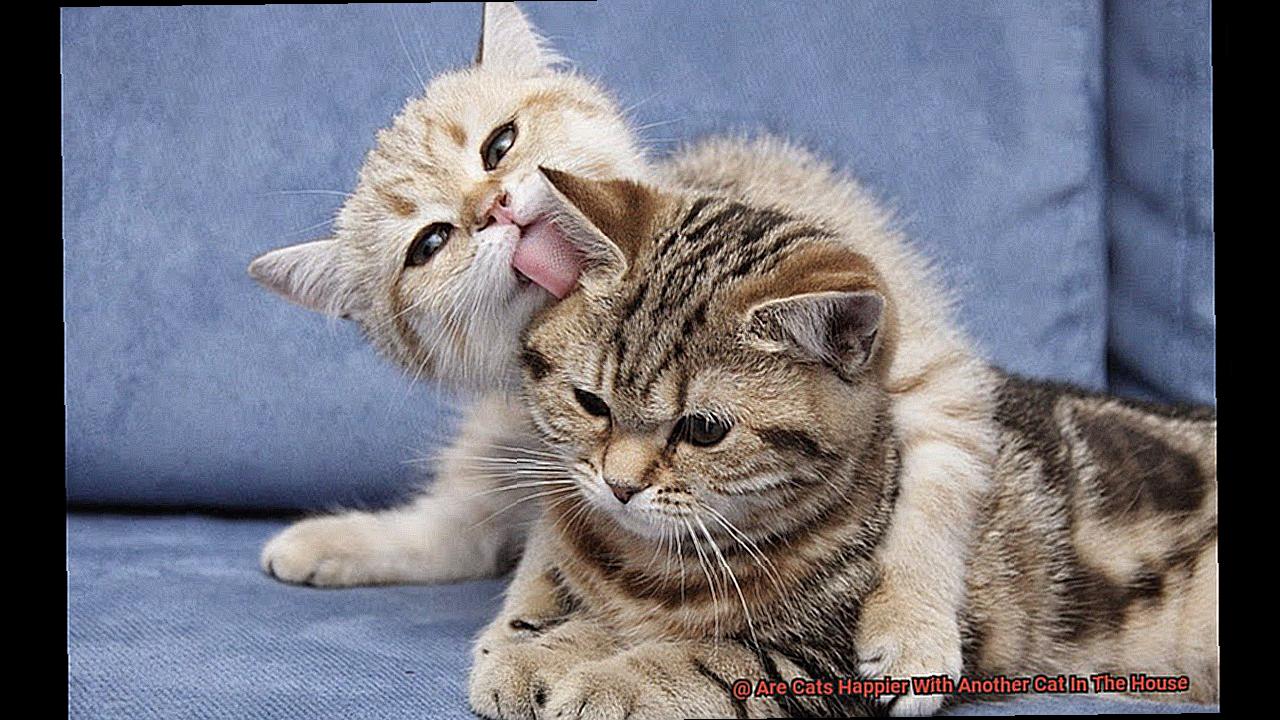 Are Cats Happier With Another Cat In The House-3
