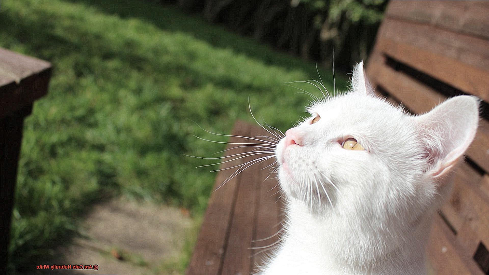 Are Cats Naturally White-2