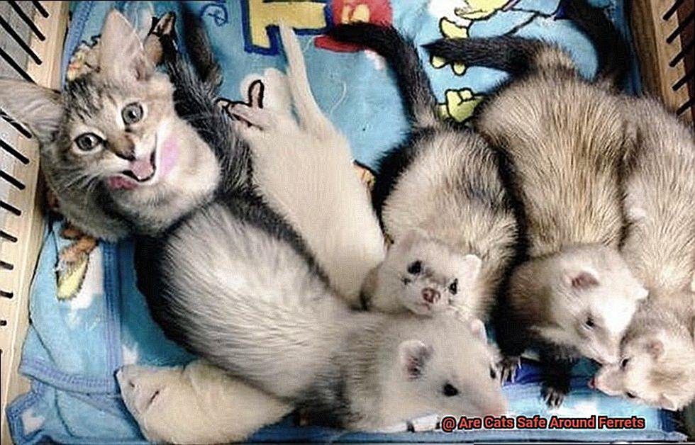 Are Cats Safe Around Ferrets-2