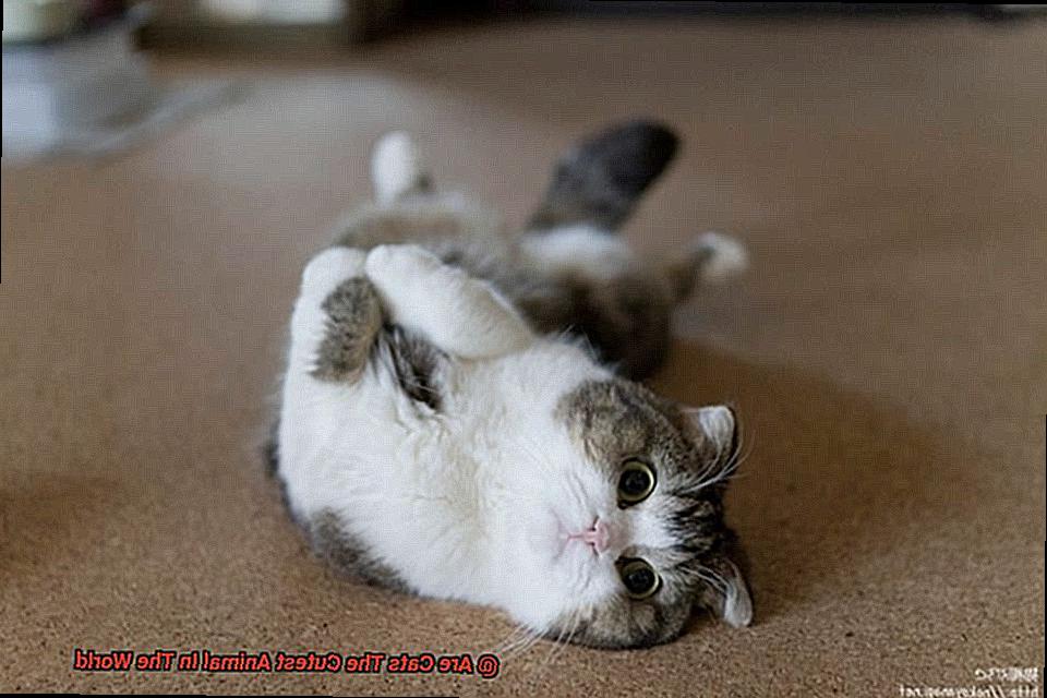 Are Cats The Cutest Animal In The World-2