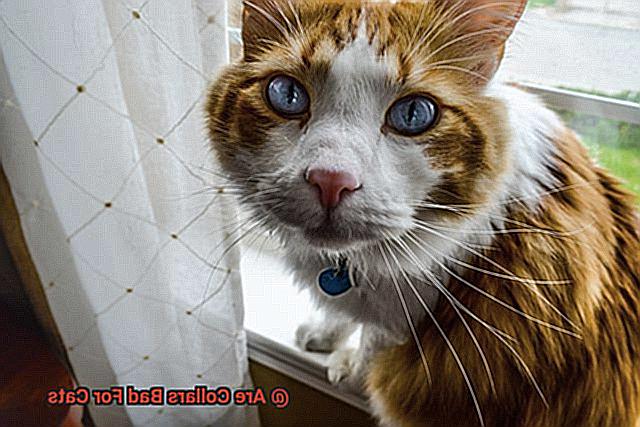 Are Collars Bad For Cats-2