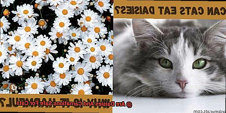 Are Daisies And Carnations Safe For Cats-2