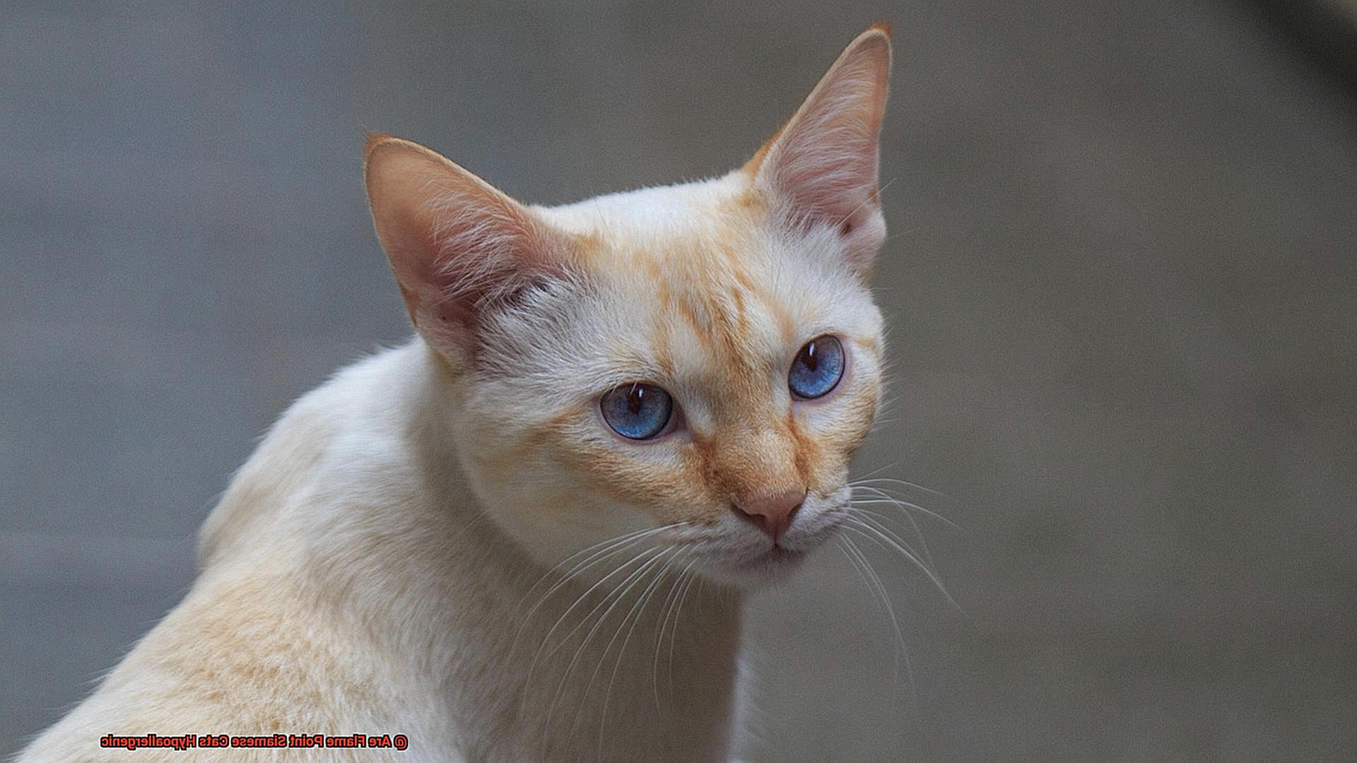 Are Flame Point Siamese Cats Hypoallergenic-3