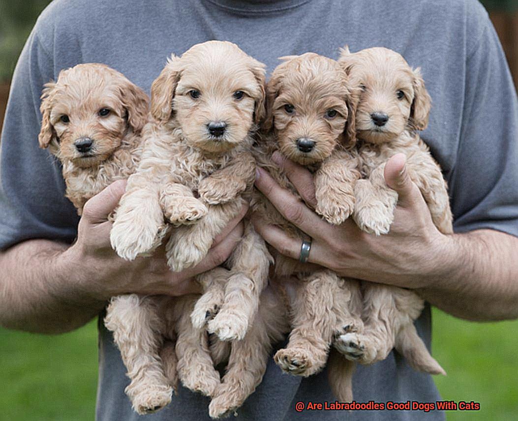 Are Labradoodles Good Dogs With Cats-2