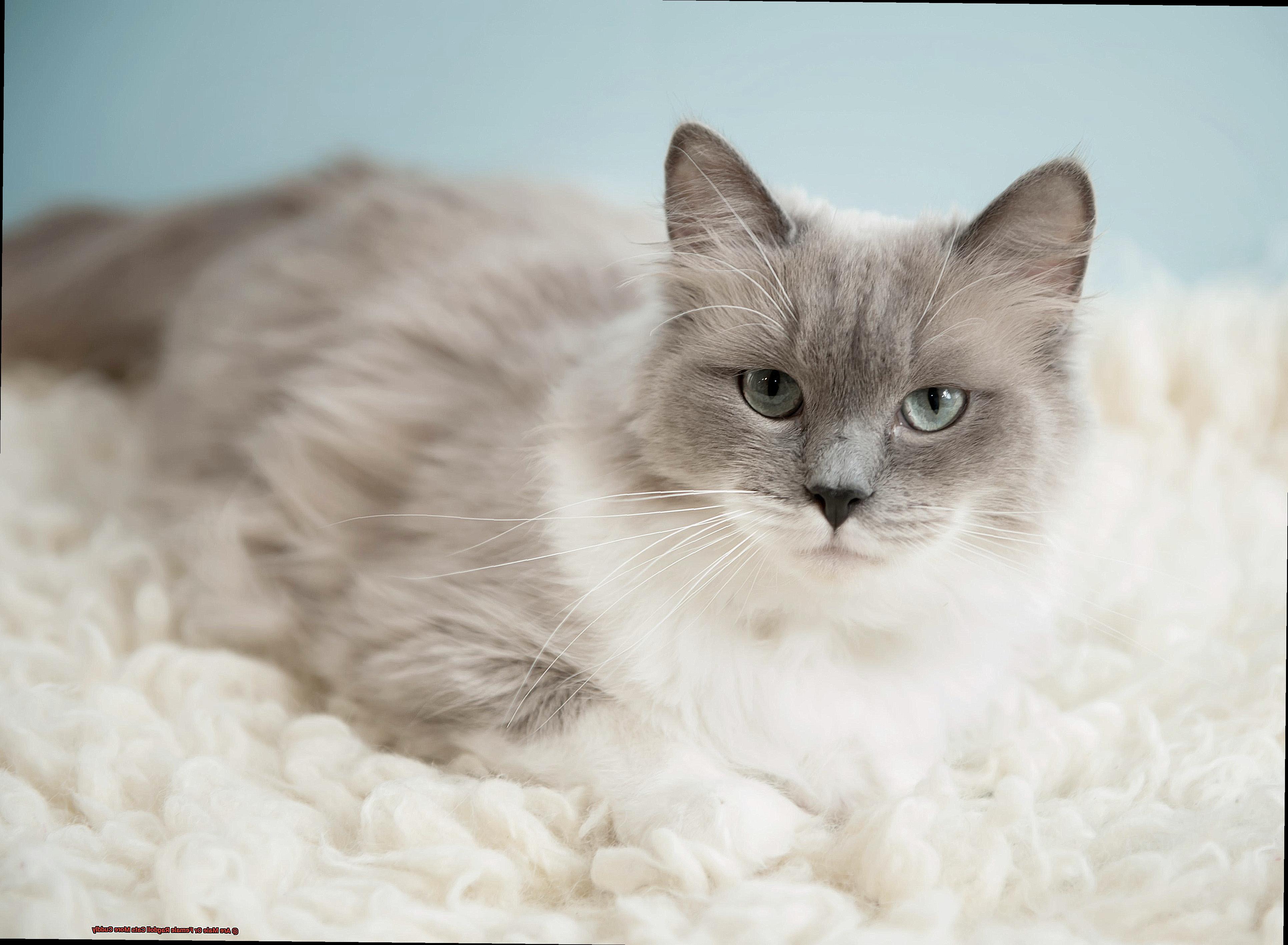 Are Male Or Female Ragdoll Cats More Cuddly-2