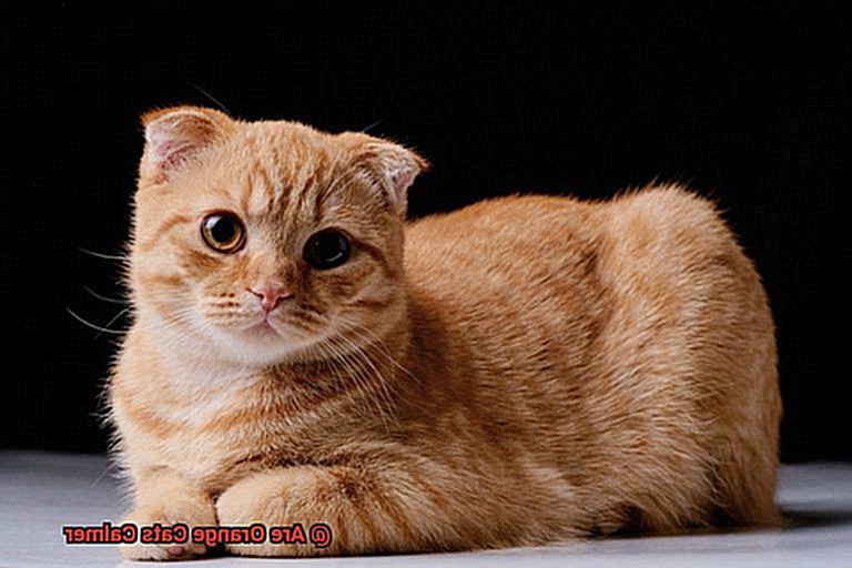 Are Orange Cats Calmer-2