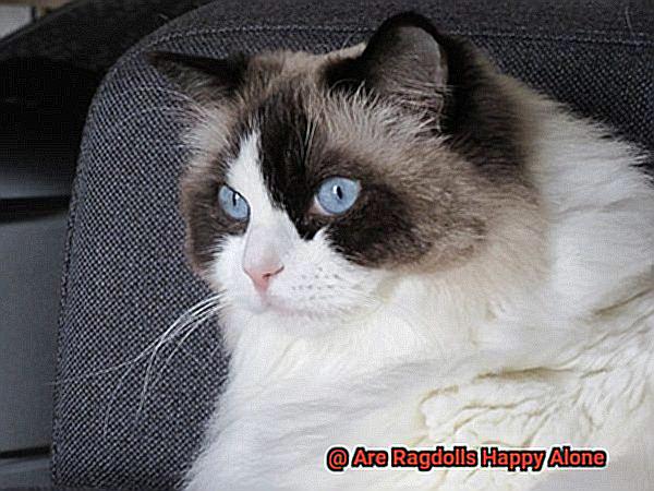 Are Ragdolls Happy Alone-2