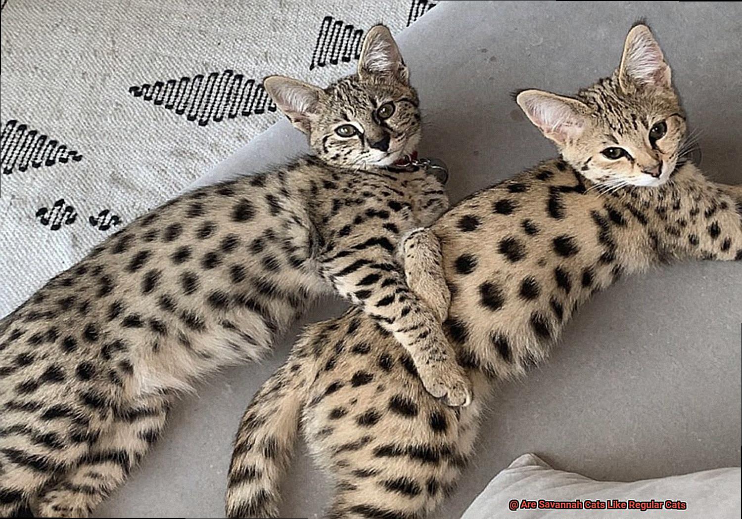 Are Savannah Cats Like Regular Cats-2