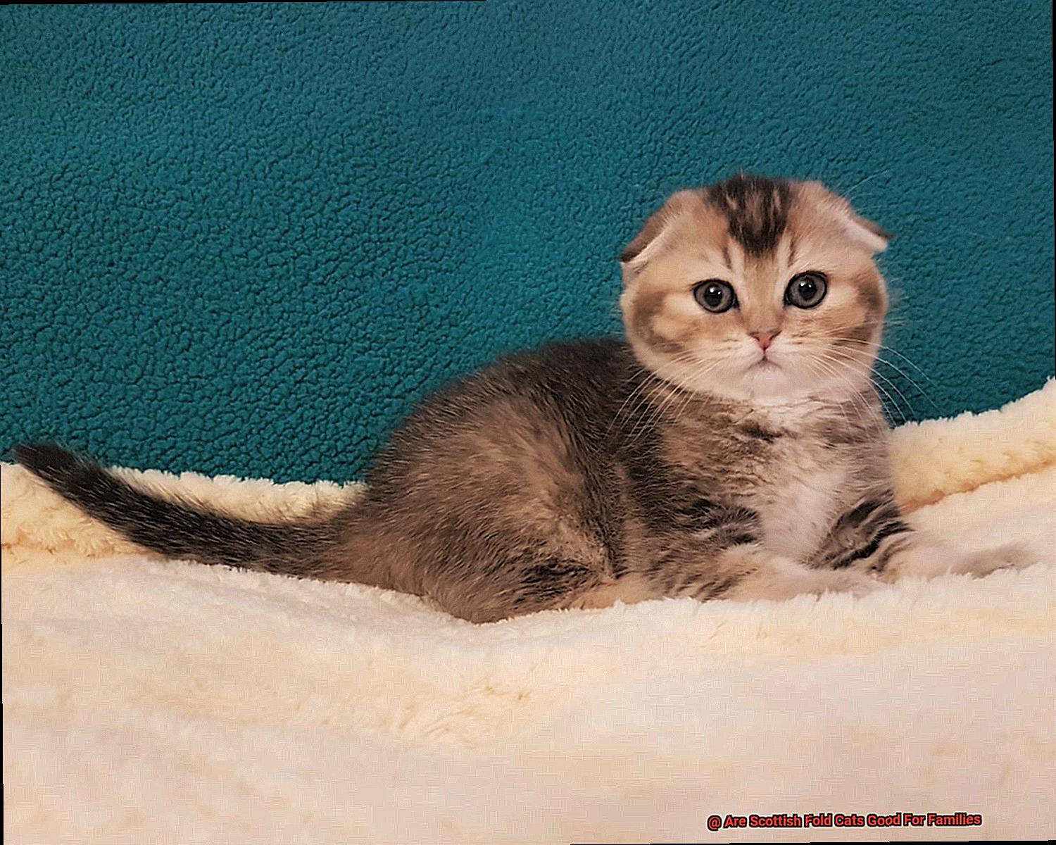 Are Scottish Fold Cats Good For Families-2
