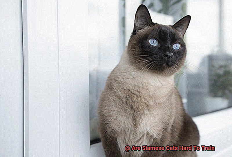 Are Siamese Cats Hard To Train-2