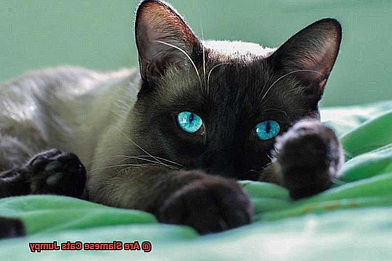 Are Siamese Cats Jumpy-2
